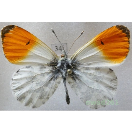 Anthocharis cardamines (Linnaeus, 1758) male Czech34i